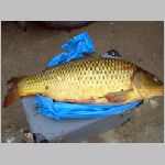 Purkarec  27.10.2008  7-39-64.JPG